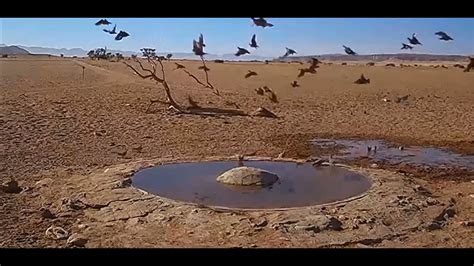 namibia live stream in the namib desert